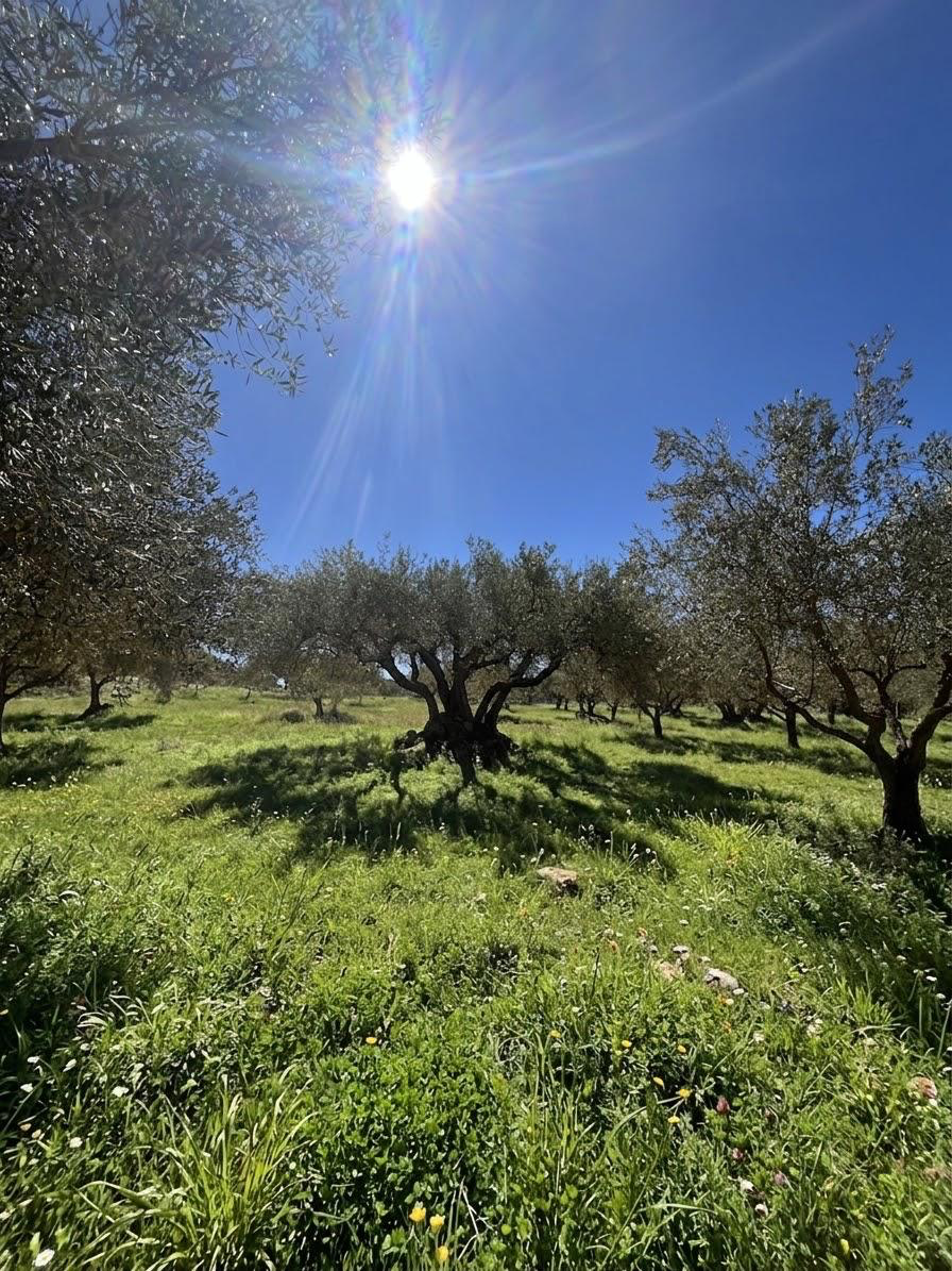 Ulivi sotto il sole nella contrada Candilia