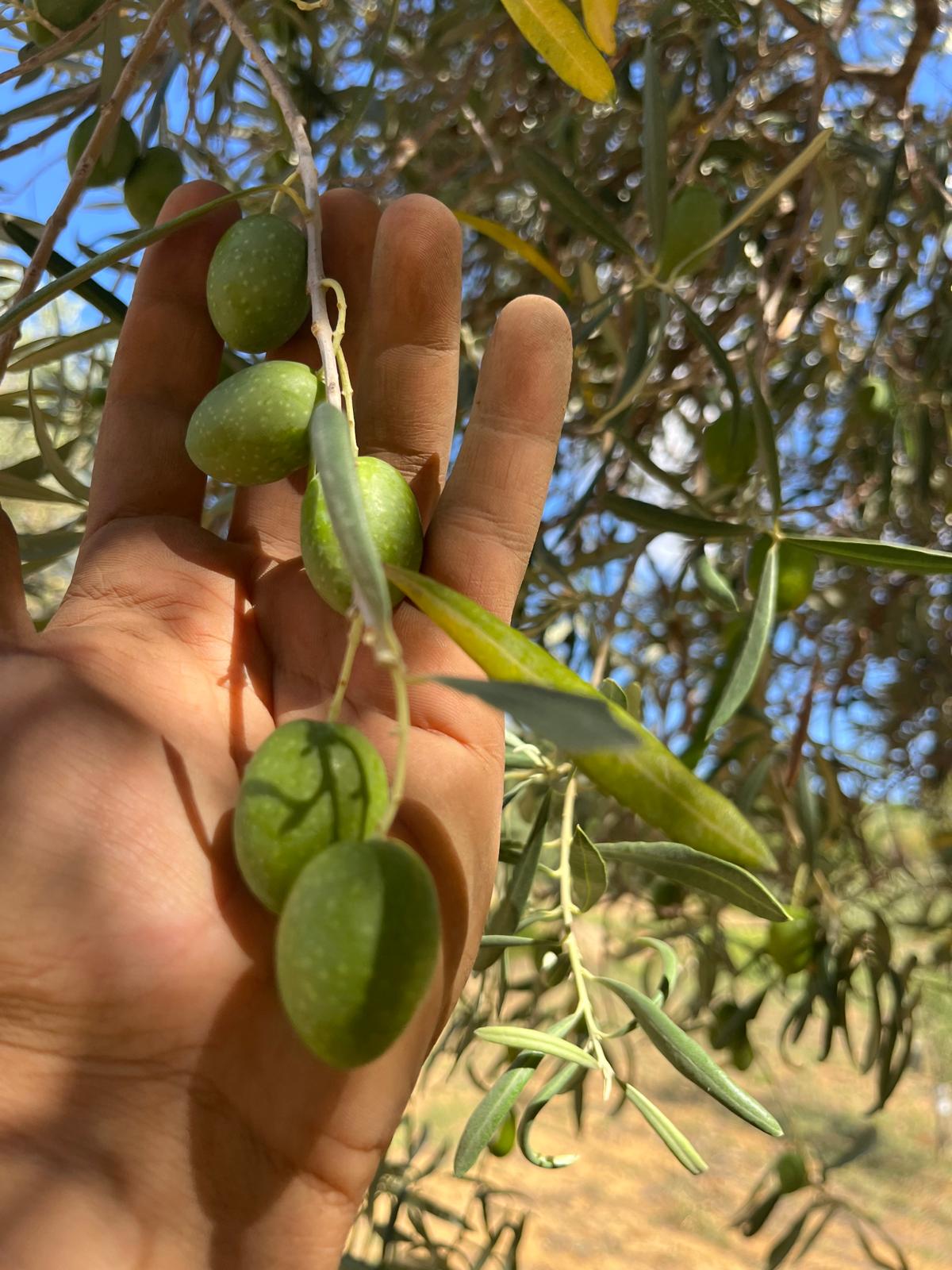 Una mano sfiora un ramo di olive verdi in piena luce